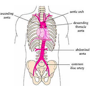 图的主动脉和中央动脉