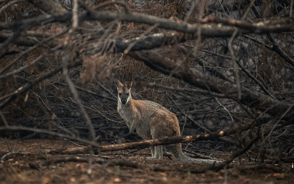 袋鼠在旷野被森林大火的损害