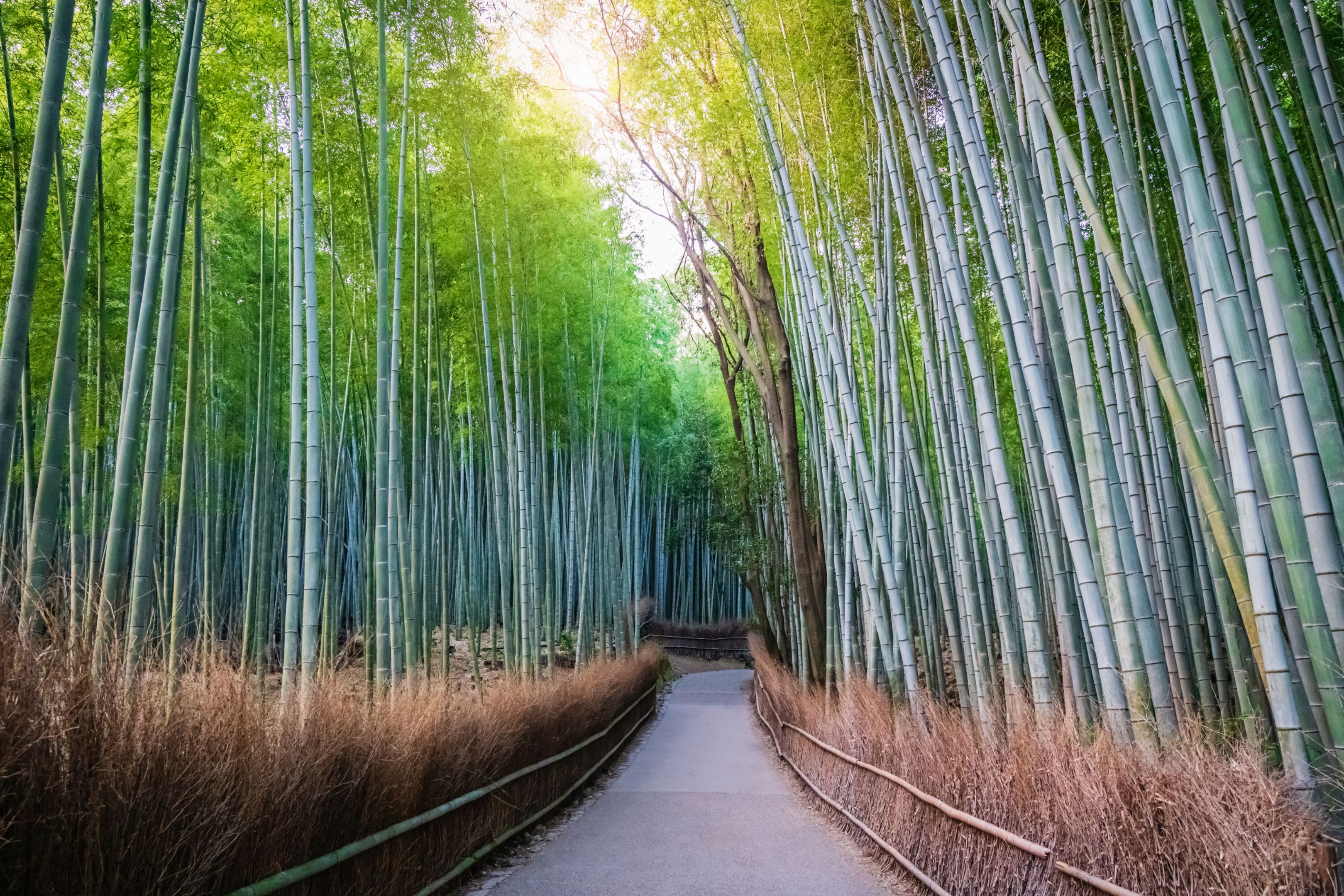 日本京都Arashiyama竹林