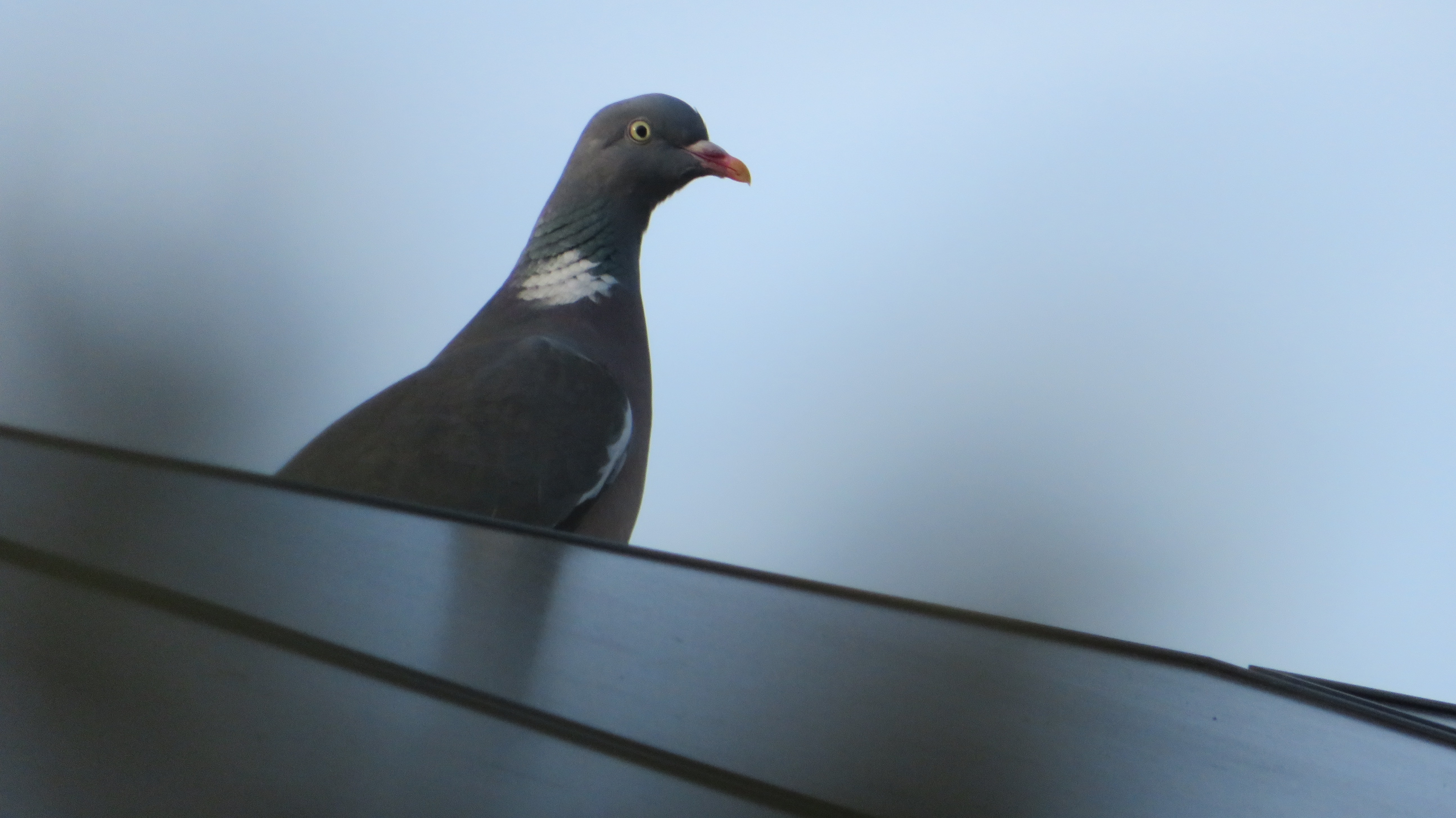 一只鸽子站在装有太阳能电池板的屋顶上