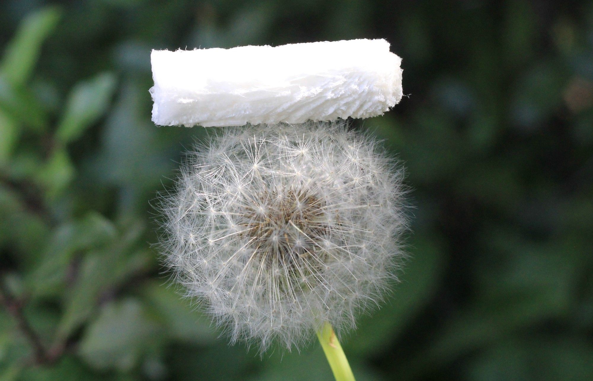 一种新发明的白色蓬松材料轻盈地坐落在蒲公英花上。
