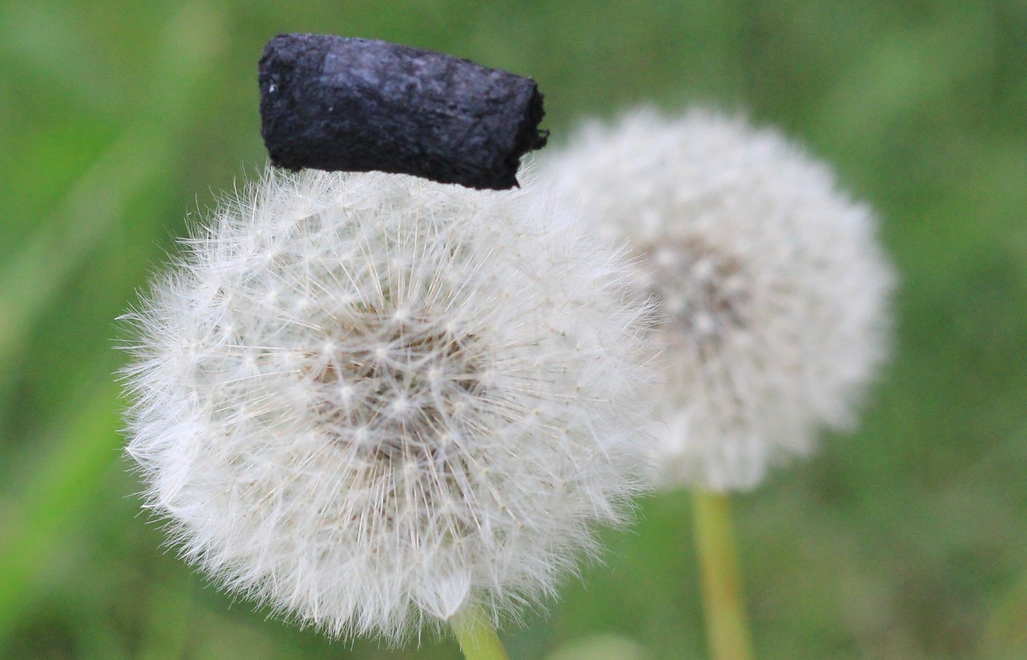 一种新发明的黑色材料轻盈地坐落在蒲公英花上。