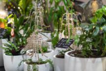 由透明塑料和木制圆圈制成的悬垂触须的仿生计划被种植在自然绿色植物之间的白色花盆中