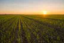 麦田在日落的美丽的景色。幼苗生长在农场与天空。农业用地的风景视图。